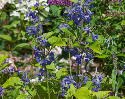 Clematis heracleifolia stans