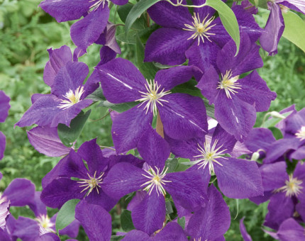 Clematis jackmanii