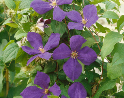 Clematis jackmanii superba