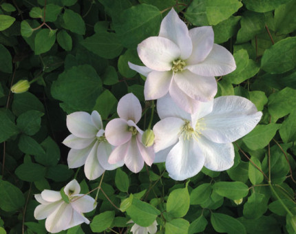 Clematis jeannes pink