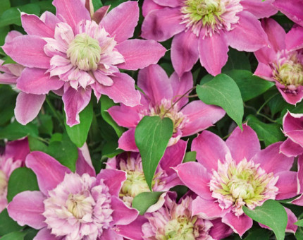 Clematis josephine (tm evijohill)