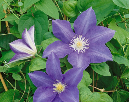 Clematis ken donson