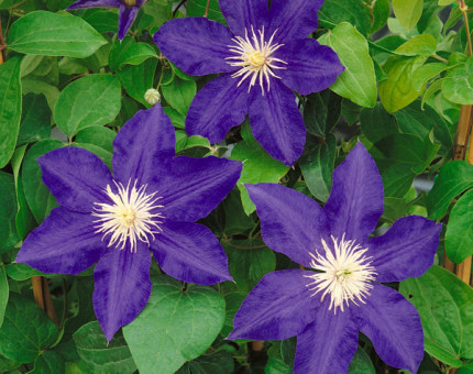 Clematis lasurstern