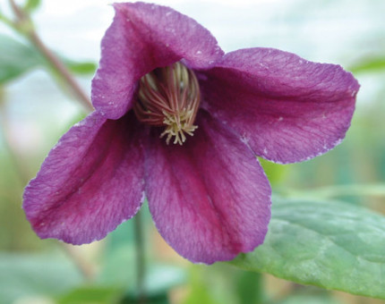 Clematis lord herschell