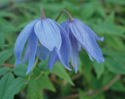 Clematis macropetala blue bird