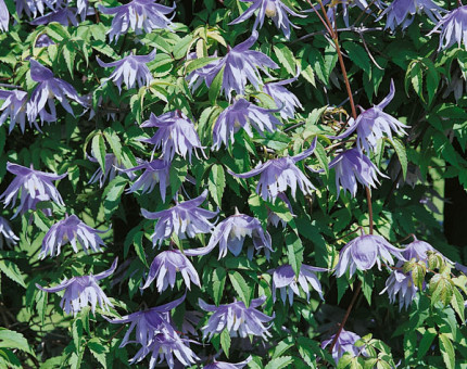 Clematis macropetala blue lagoon