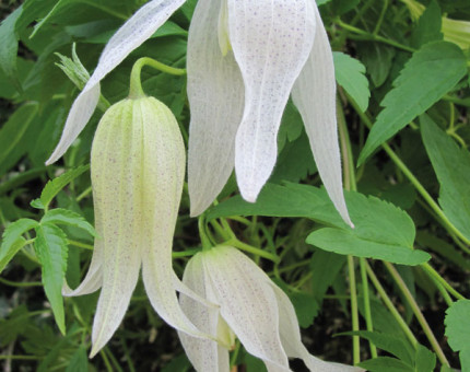 Clematis macropetala broughton bride