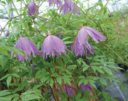 Clematis macropetala jan lindmark