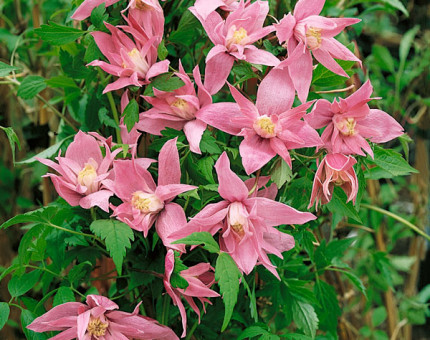 Clematis macropetala markham`s pink