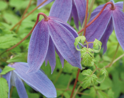 Clematis macropetala pauline