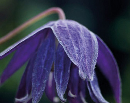 Clematis macropetala purple spider