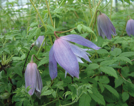 Clematis macropetala  wesselton