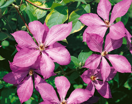 Clematis margret hunt