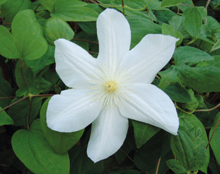 Clematis marie boisselot