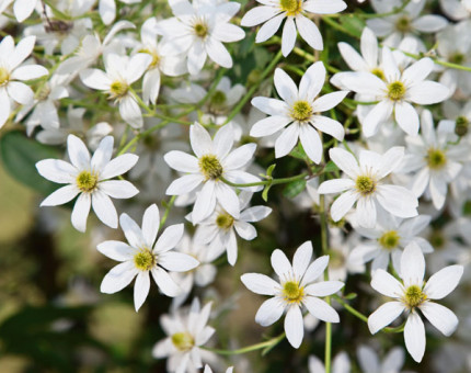 Clematis michiko