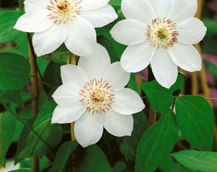 Clematis miss bateman