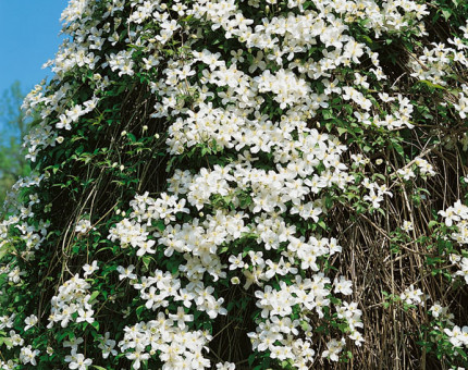 Clematis montana alba