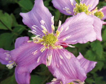 Clematis montana continuity