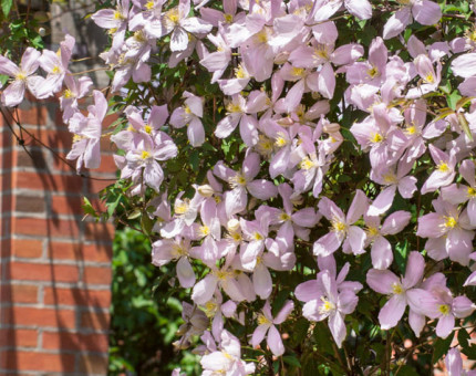 Clematis montana elizabeth