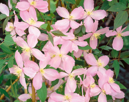 Clematis montana fragrant spring