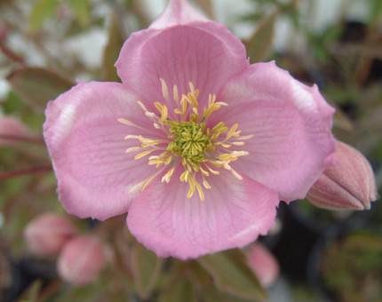 Clematis montana gothenburg