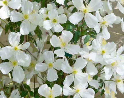 Clematis montana grandiflora