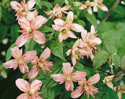 Clematis montana marjorie