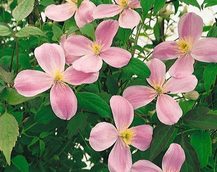 Clematis montana pink perfection