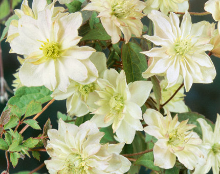 Clematis montana primrose star (tm eupvr)