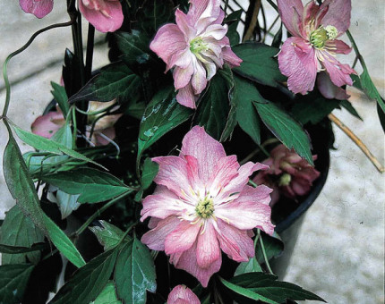 Clematis montana sunrise (tm eupvr)