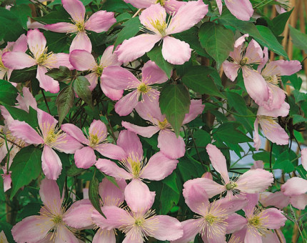 Clematis montana vera