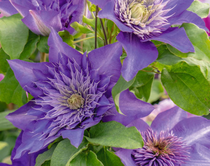 Clematis multi-blue