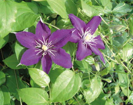 Clematis north star