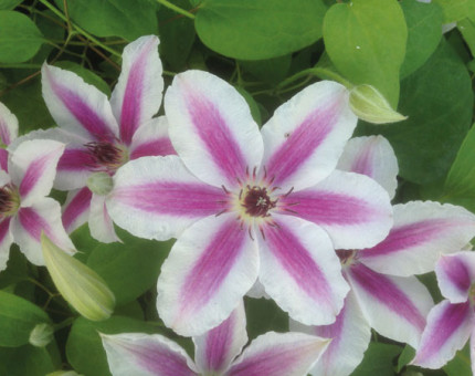 Clematis pamina