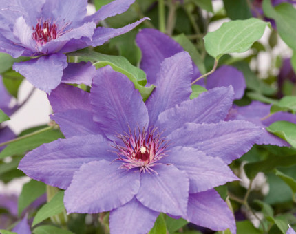 Clematis parisienne (tm evipo019)