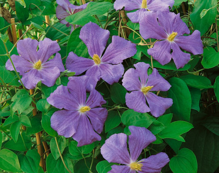 Clematis perle d`azur