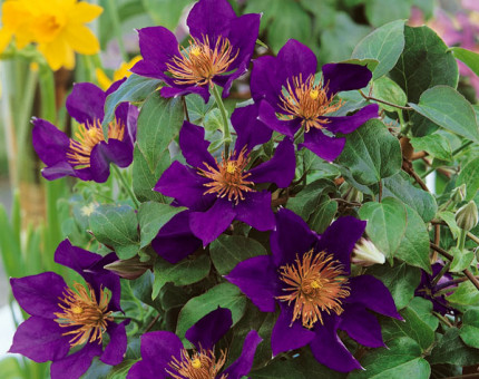 Clematis picardy (tm evipo023)