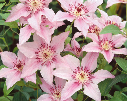 Clematis pink fantasy