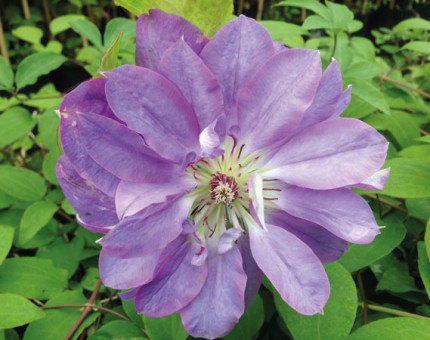 Clematis princess charlotte