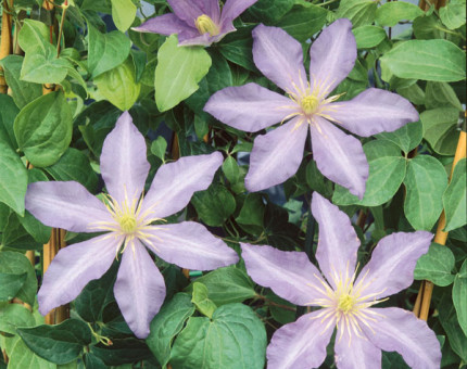 Clematis proteus