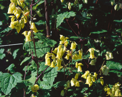 Clematis rehderiana