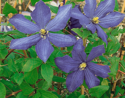 Clematis rhapsody