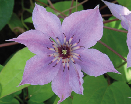 Clematis rosa konigskind