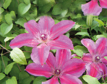 Clematis ruby wedding