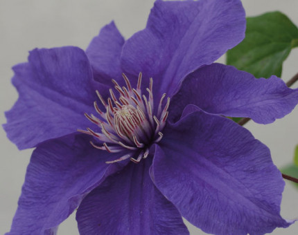 Clematis sacha