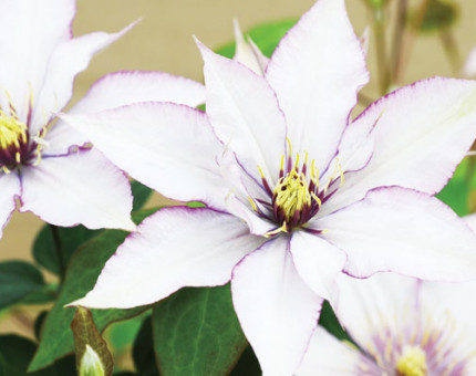 Clematis samaritan jo