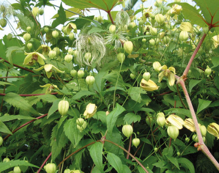 Clematis serratifolia golden harvest