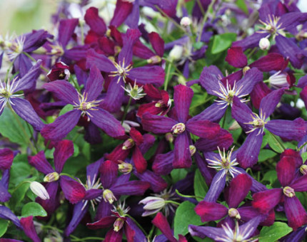 Clematis sweet summer love