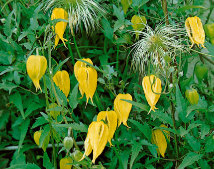 Clematis tangutica