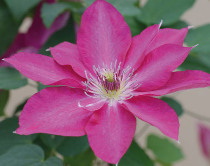 Clematis tekla (tm evipo069)